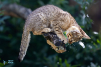 Chat de Gordoni
