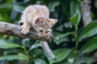 Chat de Gordoni