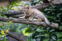 Chat de Gordoni