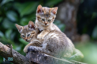 Chat de Gordoni