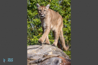 Puma - Cougar