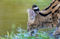 Serval