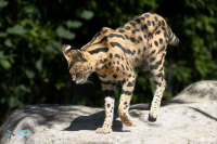 Serval