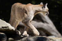 Puma - Cougar