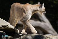 Puma - Cougar