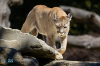 Puma - Cougar