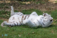 Tigre blanc
