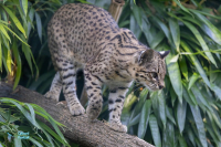 Chat de Geoffroy