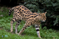 Serval