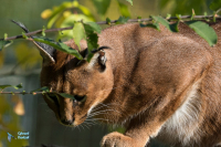 Caracal.