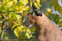 Caracal.