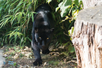 Jaguar mélanique.