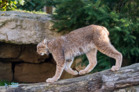 Lynx du Canada