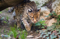 Ocelot