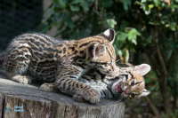 Ocelot. Jeunes nés en juillet 2020