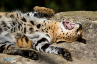 Serval