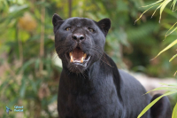 Jaguar mélanique.