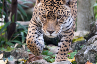 Jaguar. Captivité.