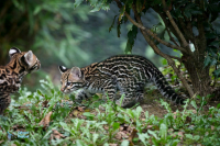 Ocelot. Jeunes nés en juillet 2020