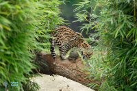 Ocelot. Jeunes nés en juillet 2020