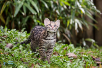Ocelot. Jeunes nés en juillet 2020