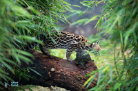 Ocelot. Jeunes nés en juillet 2020