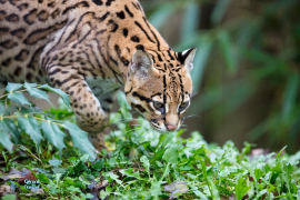 Ocelot. Captivité.