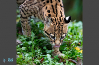 Ocelot