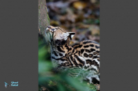 Ocelot. Jeunes nés en juillet 2020