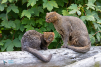 Jaguarondi