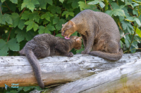 Jaguarondi
