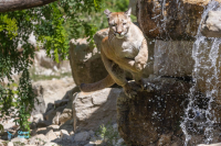 Puma - Cougar