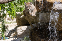Puma - Cougar