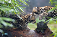 Ocelot. Jeunes nés en juillet 2020