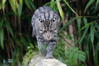 Chat pêcheur.
