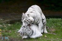 Tigre blanc