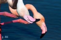 Flamant rose.