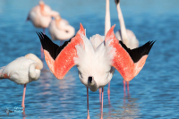 Flamant rose.