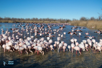 Flamant rose.