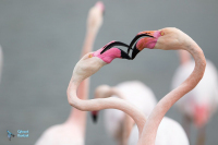 Flamant rose.