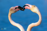 Flamant rose.