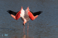 Flamant rose.