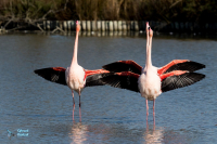 Flamant rose.
