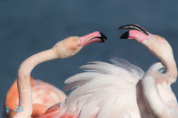 Flamant rose.
