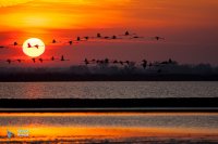 Flamant rose.