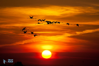 Flamant rose.