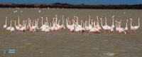 Flamant rose.