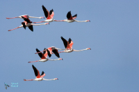 Flamant rose.