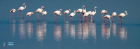 Flamant rose.