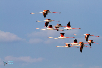 Flamant rose.